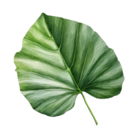 alocasia blad, tropisk blad illustration. vattenfärg stil. png