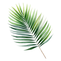 Areca-Palm Leaf, Tropical Leaf Illustration. Watercolor Style. png