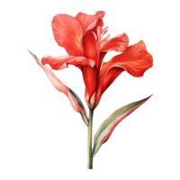 Canna, Tropical Flower Illustration. Watercolor Style. png