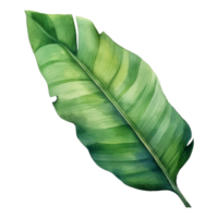 Banana Leaf, Tropical Leaf Illustration. Watercolor Style. png