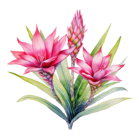 Bromeliads, Tropical Flower Illustration. Watercolor Style. png