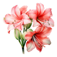 amaryllis, tropical fleur illustration. aquarelle style. png