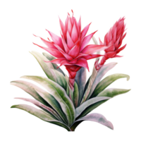 Bromeliads, Tropical Flower Illustration. Watercolor Style. png