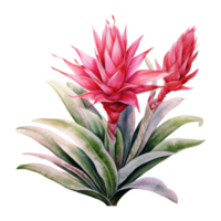 bromelie, tropicale fiore illustrazione. acquerello stile. png