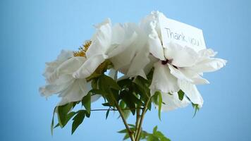 blanc arbre pivoine fleur, isolé sur bleu Contexte video