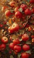 Red apples on the tree in the orchard photo