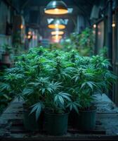 Indoor Marijuana plants in pots growing in grow room under special lighting photo