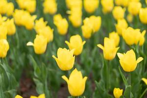 amarillo tulipán flores antecedentes al aire libre foto
