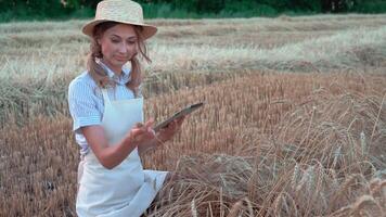 Happy female farmer using digital tablet and examining wheat plants on farm video