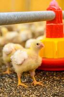 Small cute close up chick. Young yellow chicken walking down outdoor. photo