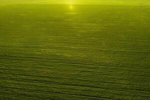 Top view of the sown green in Belarus.Agriculture in Belarus.Texture photo