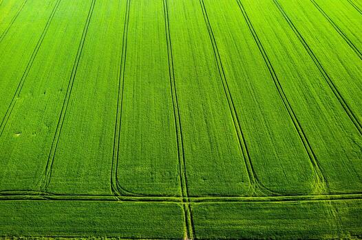 Top view of a Sown green and gray field in Belarus.Agriculture in Belarus.Texture. photo