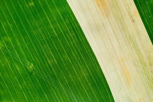 Top view of a Sown green and gray field in Belarus.Agriculture in Belarus.Texture. photo