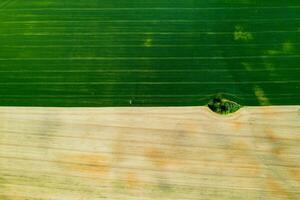 Top view of a Sown green and gray field in Belarus.Agriculture in Belarus.Texture. photo