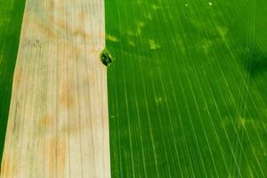 Top view of a Sown green and gray field in Belarus.Agriculture in Belarus.Texture. photo
