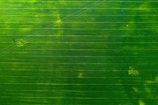 Top view of a Sown green and gray field in Belarus.Agriculture in Belarus.Texture. photo