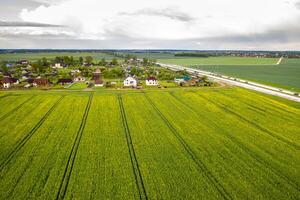 top view of a sown green field and a small village in Belarus. Agricultural fields in the village photo