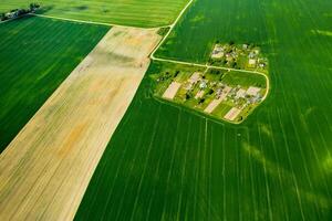 parte superior ver de un sembrado verde campo y un pequeño pueblo en bielorrusia agrícola campos en el pueblo.primavera siembra en un pequeño pueblo foto