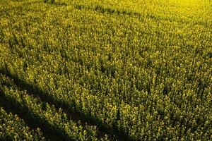 parte superior ver de un amarillo colza campo después lluvia en bielorrusia, un agrícola zona.la concepto de desarrollo de el agrícola sector foto