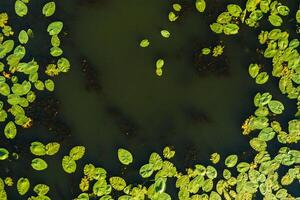 Top view of the Svisloch river in the city's Loshitsa Park with lilies at sunset.Beautiful nature of Belarus. photo