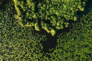 Top view of the Svisloch river in the city's Loshitsa Park with lilies at sunset.Beautiful nature of Belarus. photo