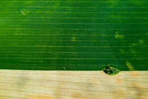 Top view of a Sown green and gray field in Belarus.Agriculture in Belarus.Texture. photo