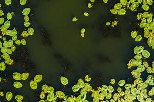 Top view of the Svisloch river in the city's Loshitsa Park with lilies at sunset.Beautiful nature of Belarus. photo