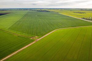 Top view of the sown green in Belarus.Agriculture in Belarus.Texture photo
