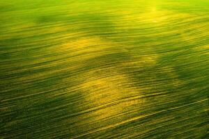 Bird's-eye view of a green field .Sowing campaign in Belarus.Nature Of Belarus.Own green field at sunset photo