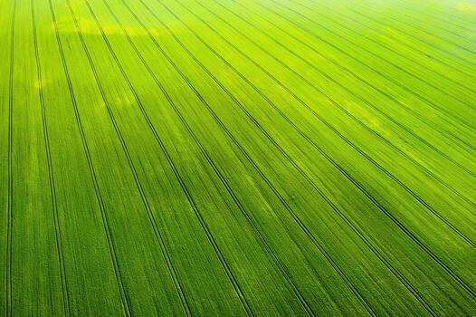 Top view of a Sown green and gray field in Belarus.Agriculture in Belarus.Texture. photo