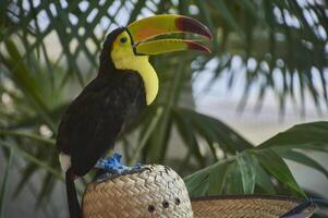 The tucan over the hat photo