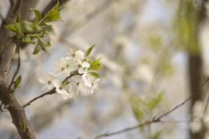 Branch With White Flowers Against Blue Sky photo