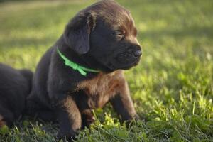 Sweet labrador puppy photo