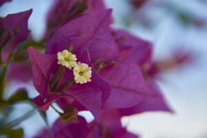 The purple and yellow flower in the center photo