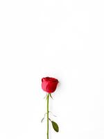soltero rojo Rosa con suelto pétalos en blanco antecedentes. amor concepto. ideal para saludo tarjetas, invitaciones, carteles con Copiar espacio para texto foto