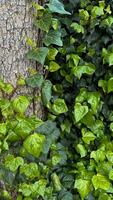 Vivid green ivy leaves climbing on a rough tree bark. Variegated foliage, natural background, horticulture concept for design, banner, wallpaper. photo