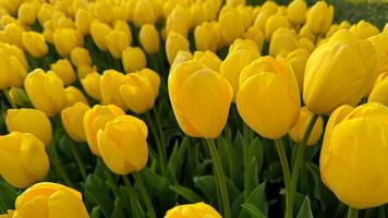 flores antecedentes. cerca arriba de amarillo tulipanes en lleno floración, denso floral monitor en primavera jardín, vibrante natural tulipán ramo de flores para horticultura y botánico temas, diseño y impresión. foto