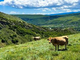 vacas pasto en verde ladera con ver de Valle y pueblo abajo debajo azul cielo con nubes rural paisaje y agrícola escena. foto