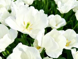 Vibrant white tulips in bloom with yellow stamens on sunny day, close up view of fresh spring flowers with soft petals and green stems in garden setting. photo