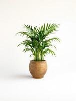 Palm plant in ceramic pot isolated on white background. Green houseplant in pot, palm tree in salon, home decor and interior design concept for posters, banners and advertising photo