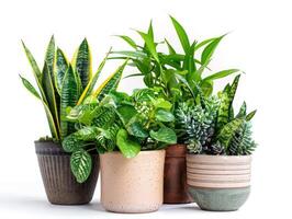 Potted plants isolated on white background. Collection of various houseplants in pots. Plant decoration, home gardening, and clean air concept for design and advertising. Ai generation photo