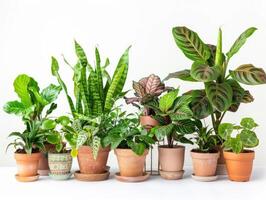 Potted plants isolated on white background. Collection of various houseplants in pots. Plant decoration, home gardening, and clean air concept for design and advertising. Ai generation photo