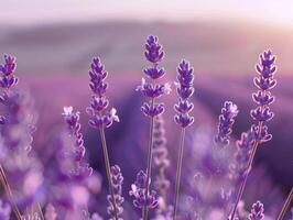 Close up of lavender flowers in bloom with a sunset glow. Purple hued backdrop for design, nature inspired wallpaper, and tranquil aromatherapy themes with space for text. Ai generation. photo