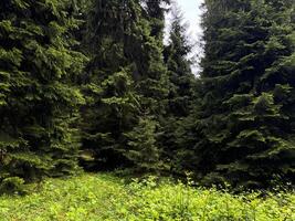 Dense green forest with tall pine trees and lush undergrowth. Nature landscape photography capturing the essence of wilderness and serenity. photo