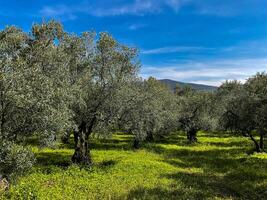 Olive grove with mature trees on sunny day with blue sky and green grass, landscape view. Agricultural and Mediterranean nature concept. photo