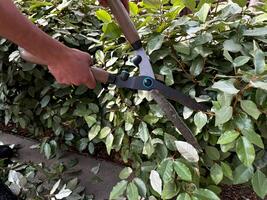 Close up of man using garden shears to trim and shape lush green ivy, focusing on plant care and landscape maintenance, outdoor gardening activity on sunny day. photo