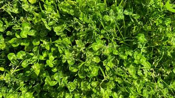 Nature background. Lush clover patch with vibrant green leaves and delicate white blossoms, symbolizing luck and the renewal of nature in spring meadow. photo