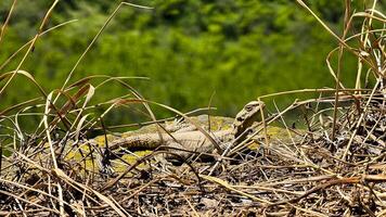 lagartija camuflaje entre seco césped y rocas en soleado natural hábitat. fauna silvestre y naturaleza fotografía capturar reptil comportamiento. natural antecedentes. foto