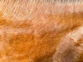 Close up of horse fur texture in brown and red color for background and design concepts in wildlife and nature theme. photo