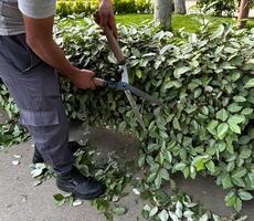 Man using large garden shears to trim green ivy bushes, focusing on plant care and landscape maintenance, with cut leaves scattered on the ground, showcasing outdoor gardening activity in detail. photo